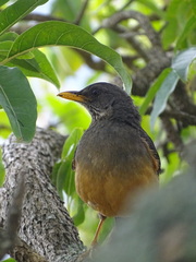 Turdus olivaceus olivaceus