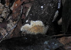 Protohydnum sclerodontium