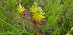 Lachenalia lutea