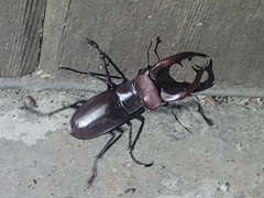 Lucanus elaphus
