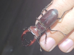 Lucanus elaphus