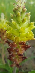 Lachenalia lutea
