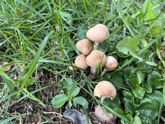 Marasmius oreades
