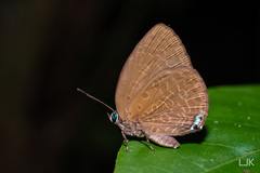 Arhopala epimuta