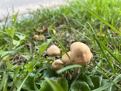 Marasmius oreades