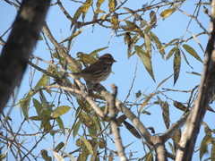 Emberiza pusilla