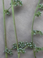 Corrigiola telephiifolia