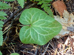 Asarum hartwegii