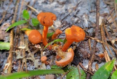 Cantharellus