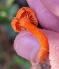 Cantharellus