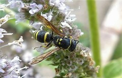 Ancistrocerus adiabatus