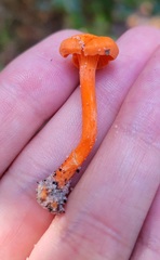 Cantharellus