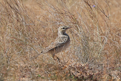Anthus australis