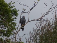 Polyboroides typus typus