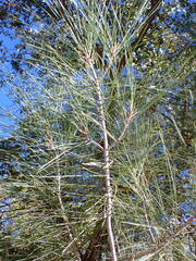 Pinus sabiniana