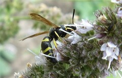 Ancistrocerus adiabatus