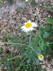 Leucanthemum sylvaticum