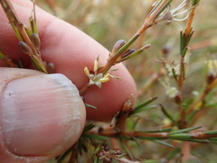 Coprosma acerosa