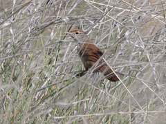 Poodytes carteri