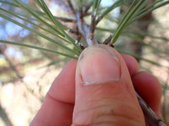 Pinus sabiniana