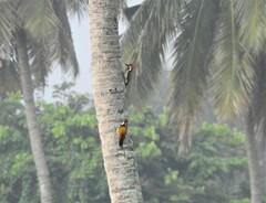 Dinopium benghalense