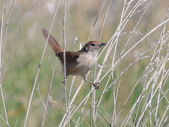 Poodytes carteri