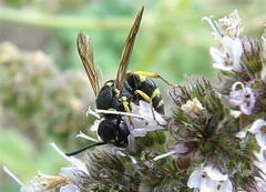 Ancistrocerus adiabatus