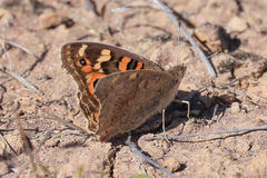 Junonia villida