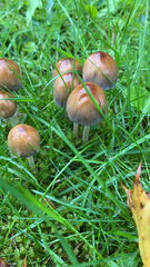 Coprinellus