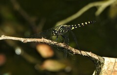 Onychothemis testacea
