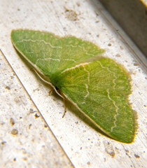 Synchlora