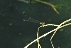 Pseudagrion rubriceps