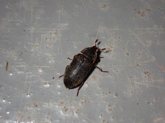Dermestes