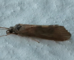 Hydropsyche pellucidula