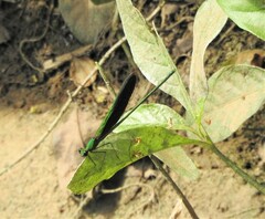 Neurobasis chinensis