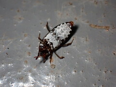Dermestes