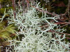 Cladonia portentosa