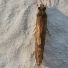 Hydropsyche pellucidula