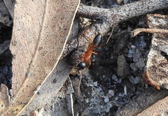 Camponotus consobrinus