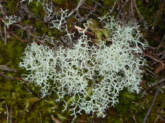 Cladonia portentosa