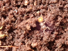 Meranoplus