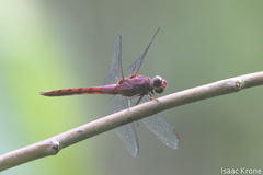 Orthemis discolor