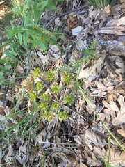 Geocaryum capillifolium