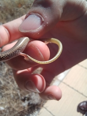 Chalcides ocellatus ocellatus
