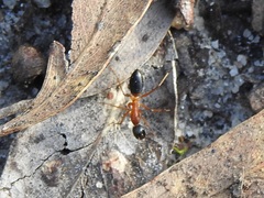 Camponotus consobrinus
