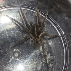 Tigrosa georgicola