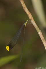 Microstigma rotundatum