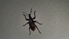 Diaprepes abbreviatus