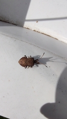 Coreus marginatus marginatus