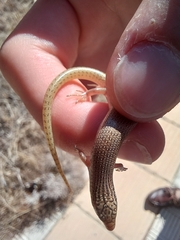 Chalcides ocellatus ocellatus